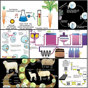 Detail Contoh Dari Bioteknologi Konvensional Adalah Nomer 8