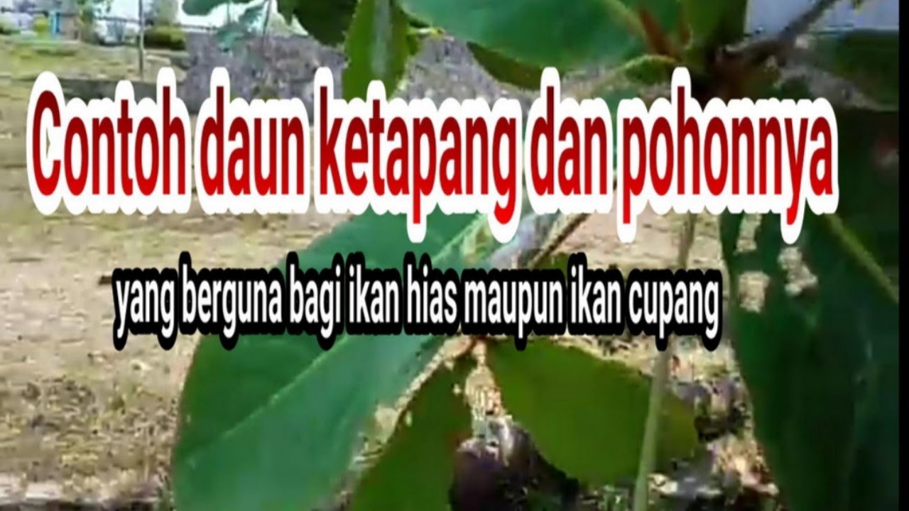 Detail Contoh Daun Ketapang Nomer 10