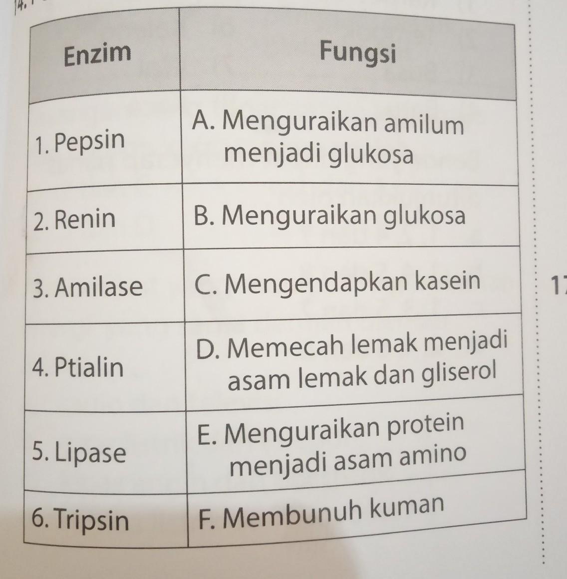 Detail Contoh Enzim Dan Fungsinya Nomer 2