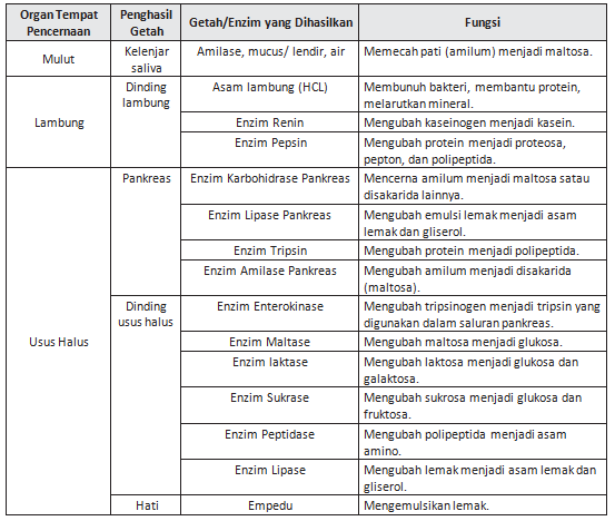 Detail Contoh Enzim Dan Fungsinya Nomer 15