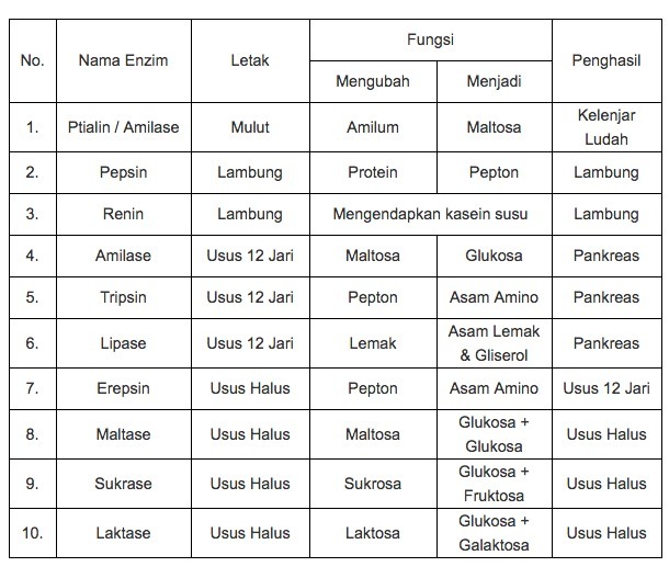 Detail Contoh Enzim Dan Fungsinya Nomer 25