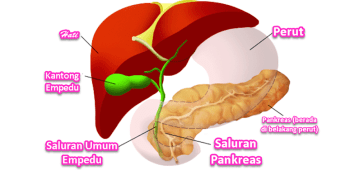 Detail Contoh Enzim Dan Fungsinya Nomer 26