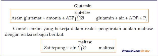 Detail Contoh Enzim Dan Fungsinya Nomer 30