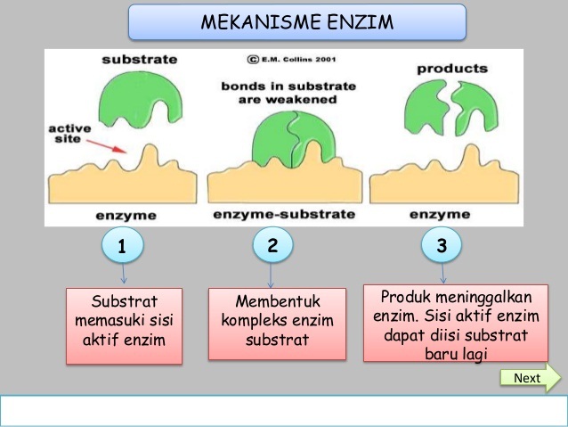 Detail Contoh Enzim Dan Fungsinya Nomer 33