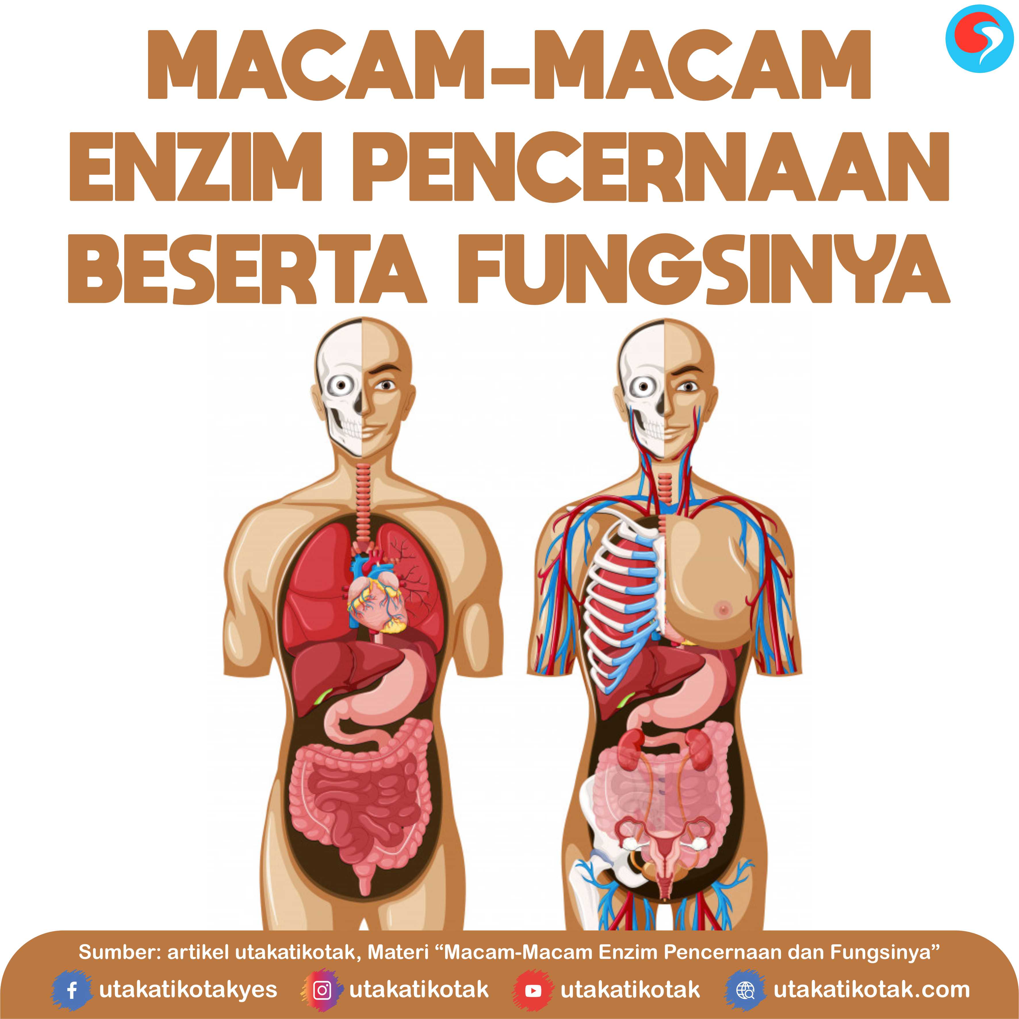 Detail Contoh Enzim Dan Fungsinya Nomer 38