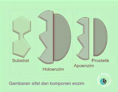 Detail Contoh Enzim Dan Fungsinya Nomer 46