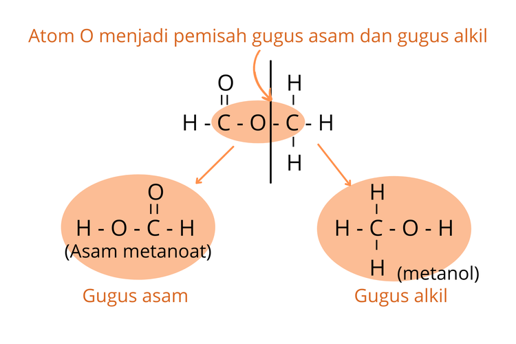 Detail Contoh Ester Dalam Kehidupan Sehari Hari Nomer 43