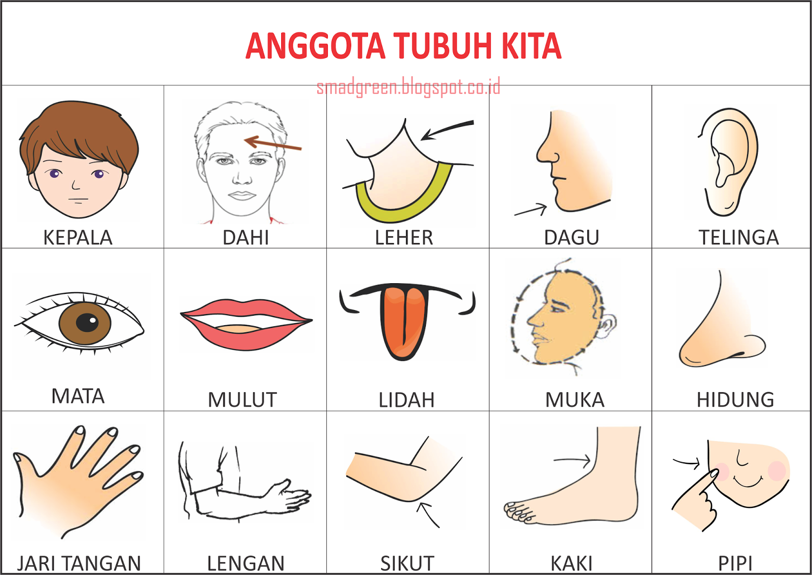 Contoh Gambar Anggota Tubuh Manusia - KibrisPDR