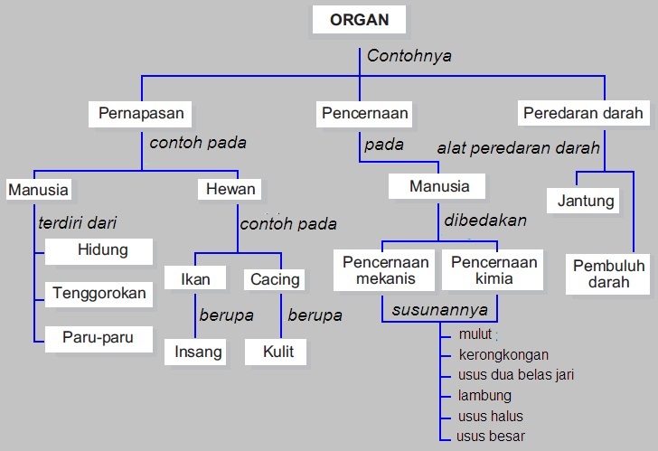 Detail Contoh Gambar Anggota Tubuh Manusia Nomer 32