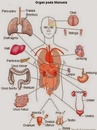 Detail Contoh Gambar Anggota Tubuh Manusia Nomer 8