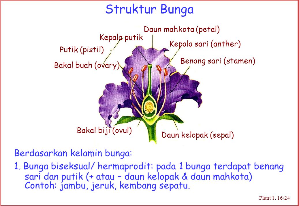 Detail Contoh Gambar Bunga Beserta Bagian Bagiannya Nomer 27