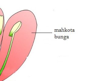 Detail Contoh Gambar Bunga Beserta Bagian Bagiannya Nomer 30