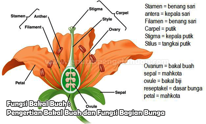 Detail Contoh Gambar Bunga Beserta Bagian Bagiannya Nomer 47