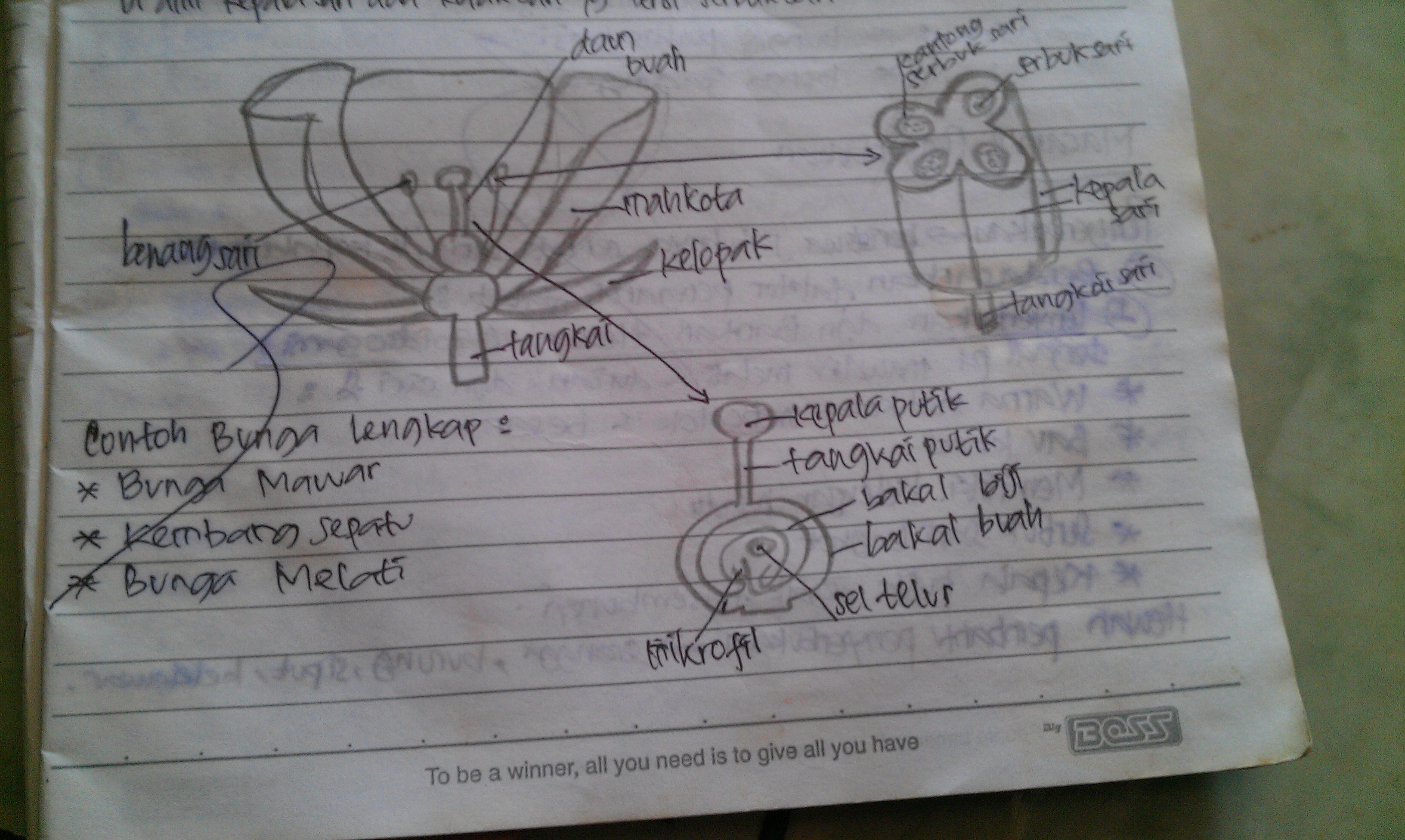 Detail Contoh Gambar Bunga Beserta Bagian Bagiannya Nomer 8