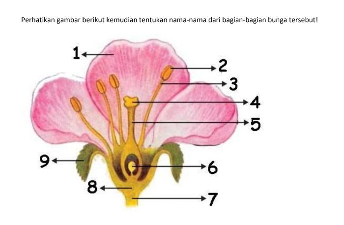 Detail Contoh Gambar Bunga Beserta Bagiannya Nomer 11