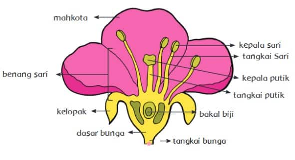 Detail Contoh Gambar Bunga Beserta Bagiannya Nomer 12