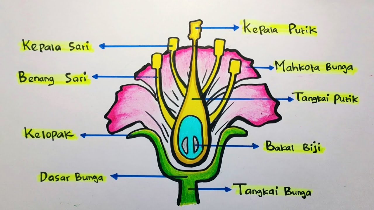 Detail Contoh Gambar Bunga Beserta Bagiannya Nomer 17