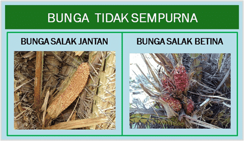 Detail Contoh Gambar Bunga Beserta Bagiannya Nomer 25