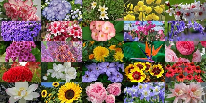 Contoh Gambar Bunga Beserta Namanya - KibrisPDR