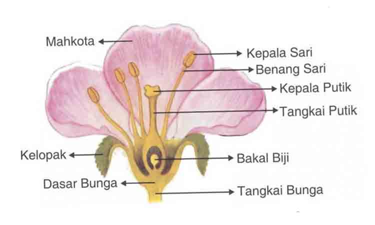 Detail Contoh Gambar Bunga Dan Cara Penyerbukannya Nomer 3