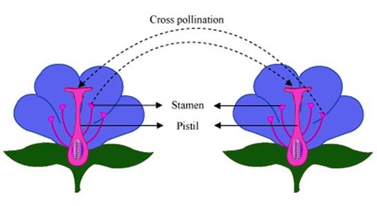 Detail Contoh Gambar Bunga Dan Cara Penyerbukannya Nomer 27