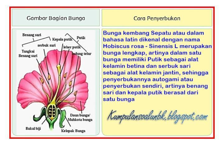 Detail Contoh Gambar Bunga Dan Cara Penyerbukannya Nomer 32