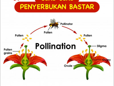 Detail Contoh Gambar Bunga Dan Cara Penyerbukannya Nomer 42