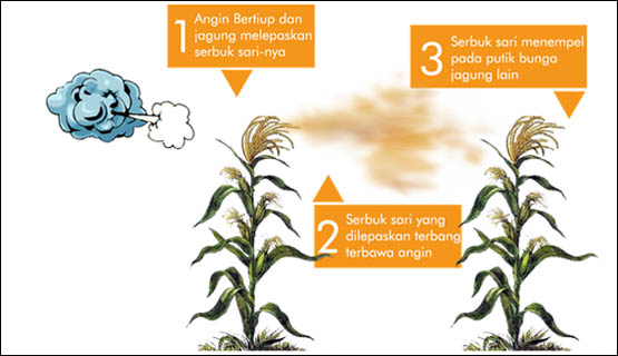 Detail Contoh Gambar Bunga Dan Cara Penyerbukannya Nomer 51