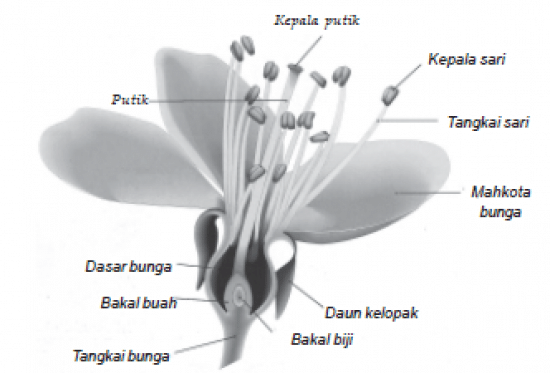 Detail Contoh Gambar Bunga Dan Cara Penyerbukannya Nomer 9