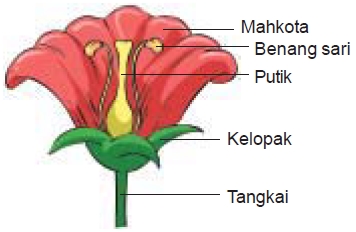 Detail Contoh Gambar Bunga Sempurna Dan Fungsinya Nomer 14