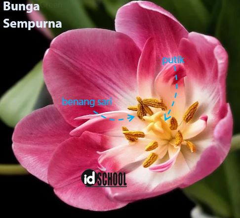 Detail Contoh Gambar Bunga Sempurna Dan Fungsinya Nomer 36