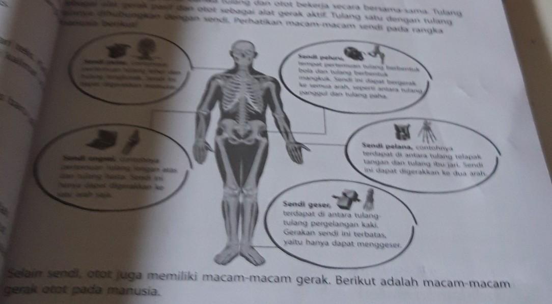 Detail Contoh Gambar Cover Buku Otot Manusia Nomer 19