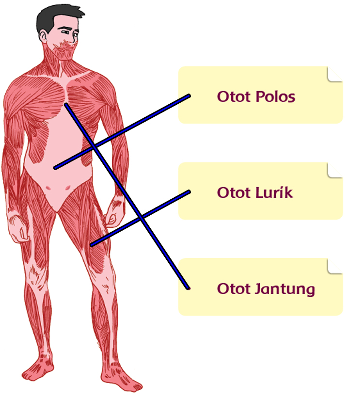 Detail Contoh Gambar Cover Buku Otot Manusia Nomer 9