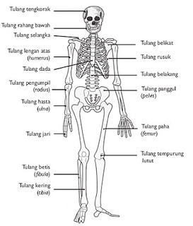 Detail Contoh Gambar Kerangka Manusia Nomer 25