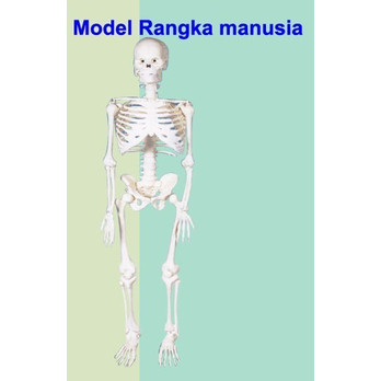 Detail Contoh Gambar Kerangka Manusia Nomer 50