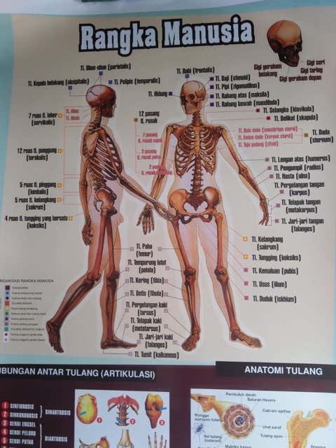 Detail Contoh Gambar Kerangka Manusia Nomer 51