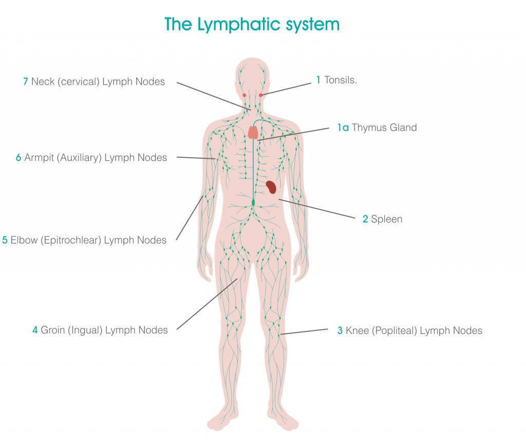 Detail Contoh Gambar Organ Tubuh Manusia Nomer 23