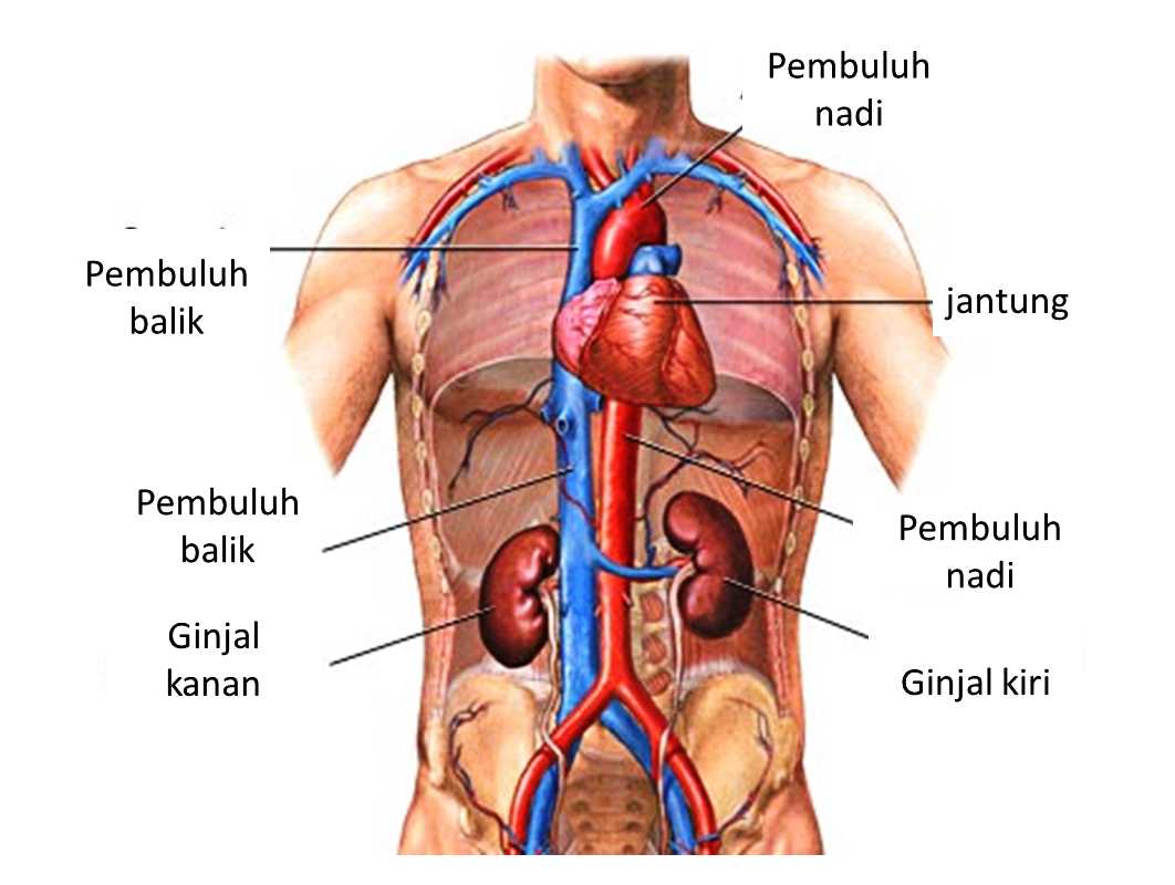 Detail Contoh Gambar Organ Tubuh Manusia Nomer 27