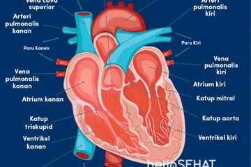 Detail Contoh Gambar Organ Tubuh Manusia Nomer 32