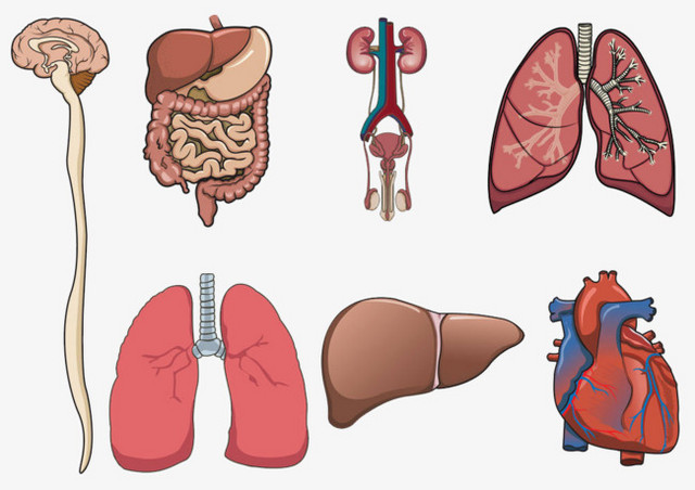 Detail Contoh Gambar Organ Tubuh Manusia Nomer 33