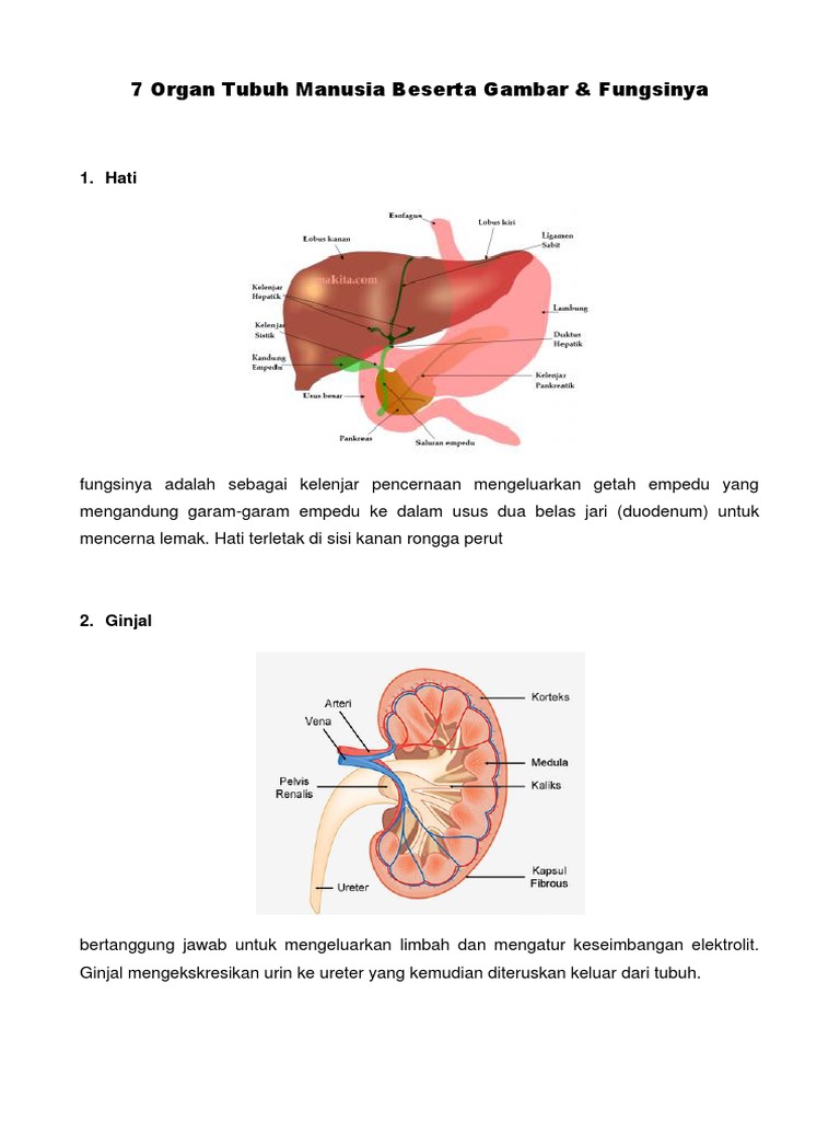 Detail Contoh Gambar Organ Tubuh Manusia Nomer 36