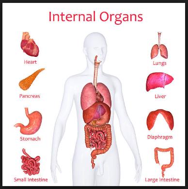 Detail Contoh Gambar Organ Tubuh Manusia Nomer 7