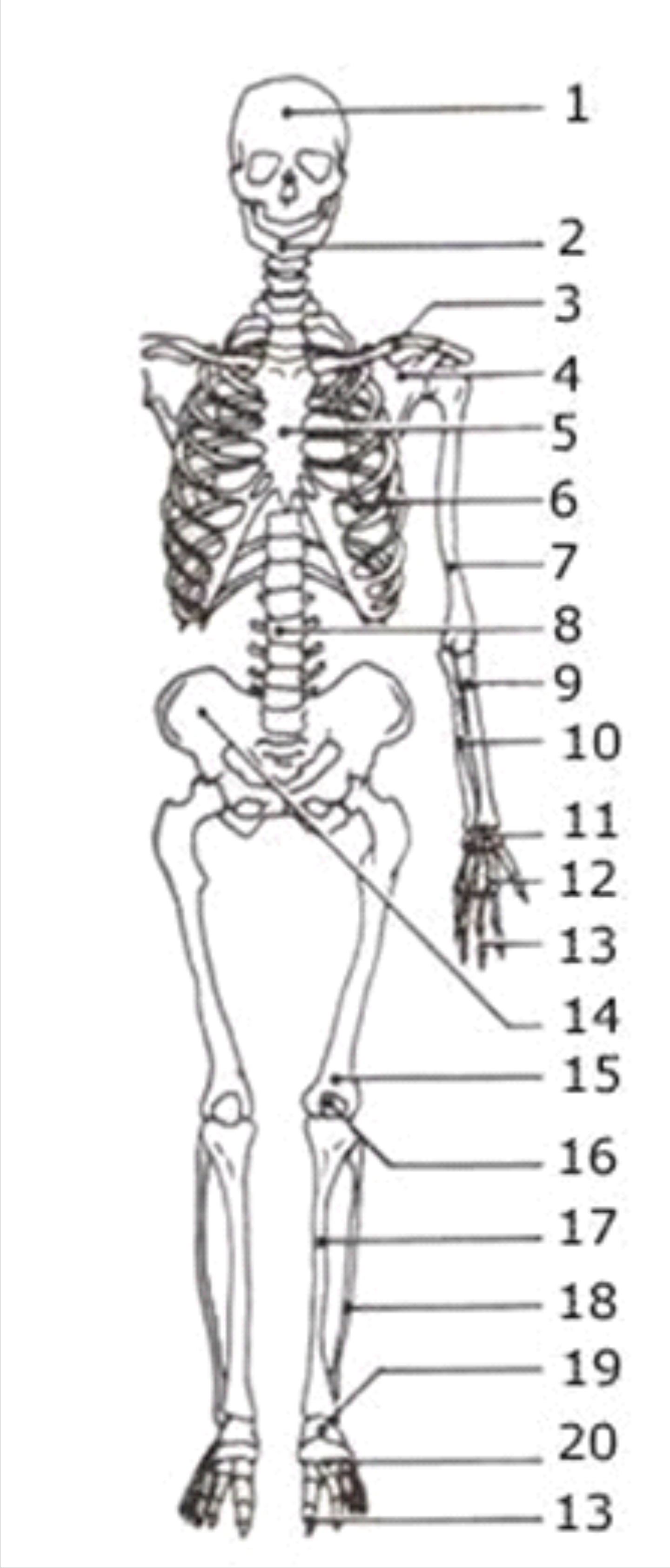 Detail Contoh Gambar Rangka Manusia Nomer 12