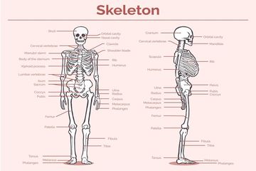 Detail Contoh Gambar Rangka Manusia Nomer 20