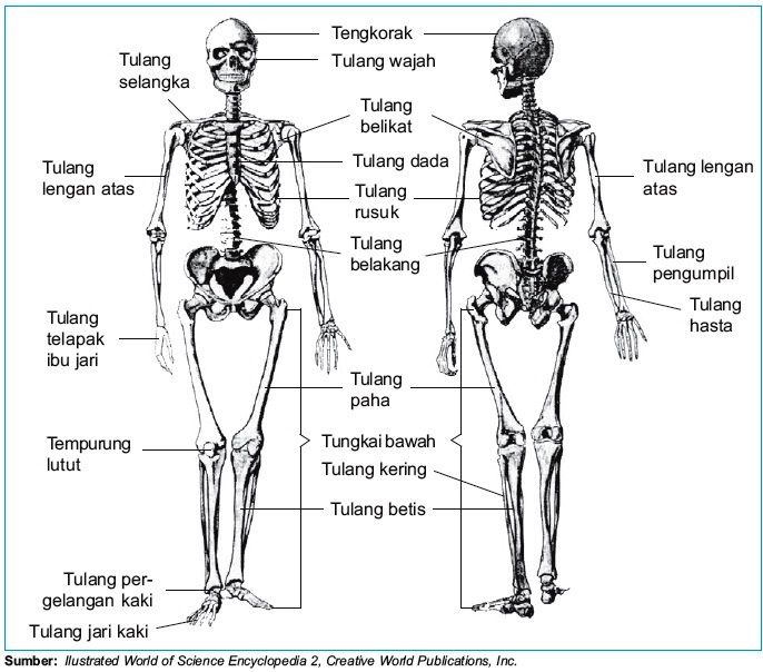 Detail Contoh Gambar Rangka Manusia Nomer 21