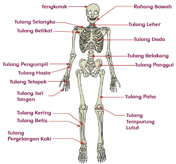 Detail Contoh Gambar Rangka Manusia Nomer 24