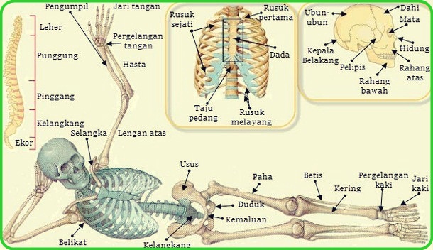 Detail Contoh Gambar Rangka Manusia Nomer 25