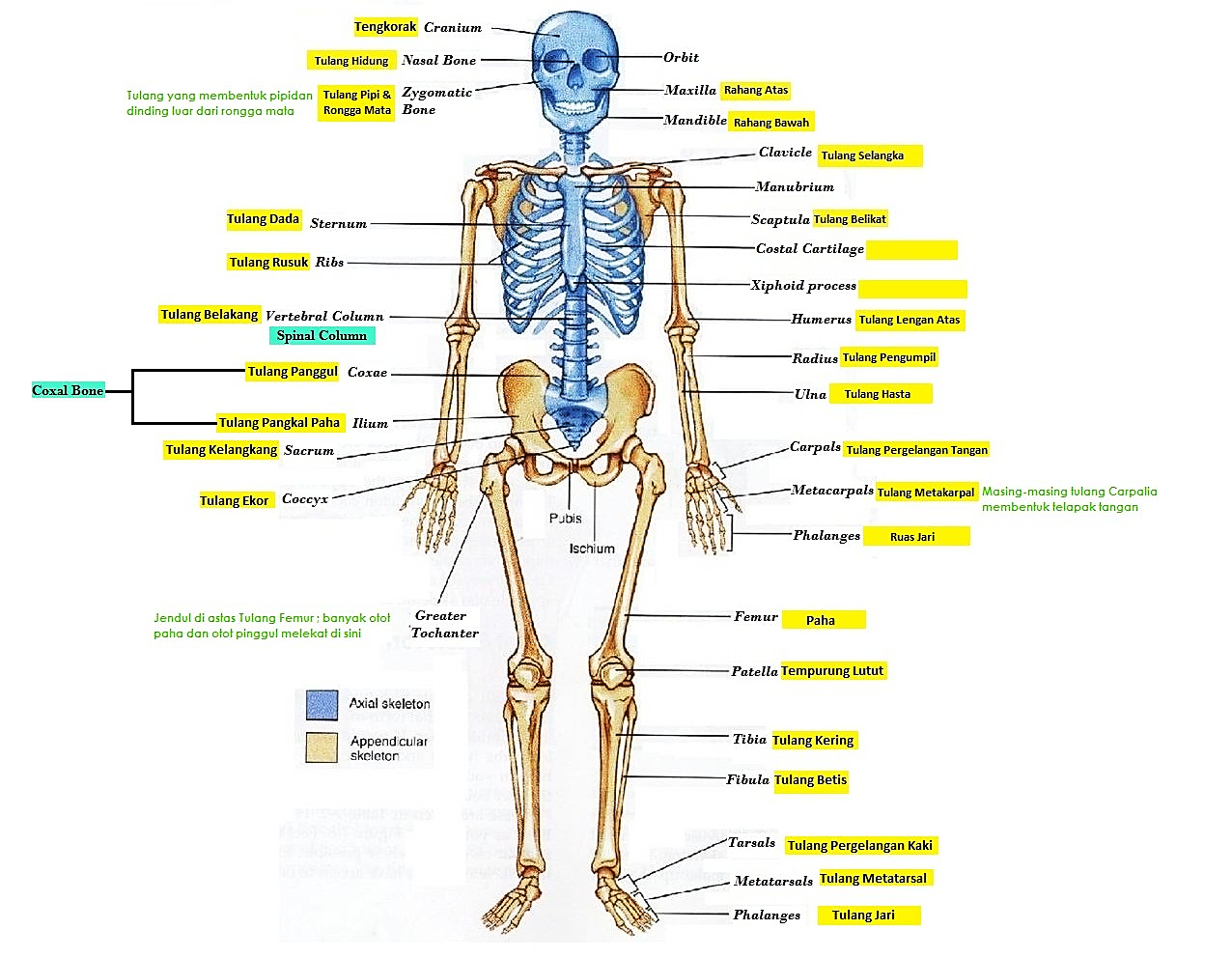 Detail Contoh Gambar Rangka Manusia Nomer 42