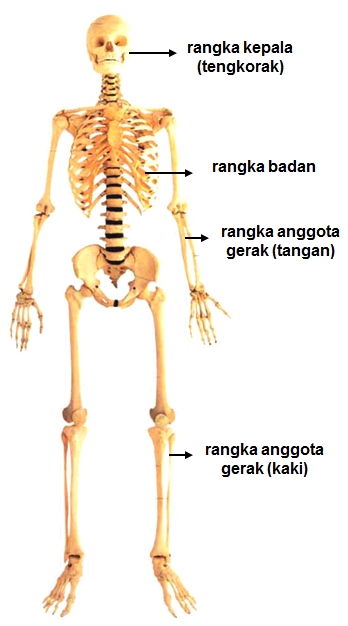 Detail Contoh Gambar Rangka Manusia Nomer 48