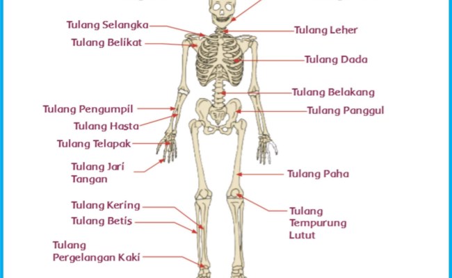 Detail Contoh Gambar Rangka Manusia Nomer 53